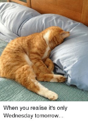 Zaspany kot jutro środa